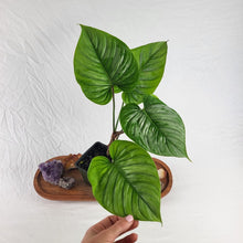 Load image into Gallery viewer, Philodendron Sodiroi True Form 4" pot, Fedex 2 day*