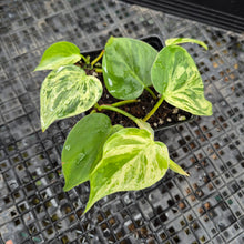 Load image into Gallery viewer, Philodendron Hederaceum, Heart Leaf, Exact Plant Variegated Ships Nationwide