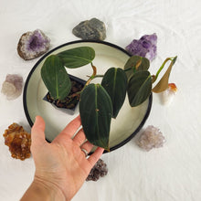 Load image into Gallery viewer, Philodendron Gigas 2.5" Pot, Fedex 2 day*