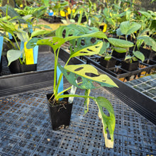 Load image into Gallery viewer, Monstera Adansonii Aurea, Exact Plant Variegated Ships Nationwide