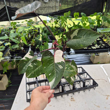 Load image into Gallery viewer, Philodendron Red Anderson Variegated exact plant, Fedex 2day*