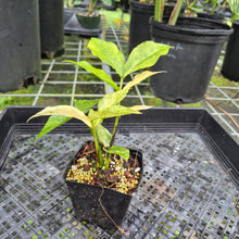 Load image into Gallery viewer, Zamioculcas Zamiifolia Wild Form ZZ, Exact Plant Variegated
