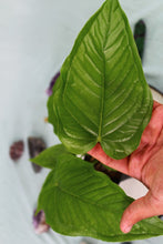 Load image into Gallery viewer, Anthurium Propinquum, exact plant, ships nationwide