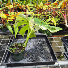 Load image into Gallery viewer, Monstera Borsigiana Albo Deliciosa, Exact Plant Variegated Ships Nationwide