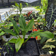 Load image into Gallery viewer, Philodendron Giant Orlando, Exact Plant Ships Nationwide