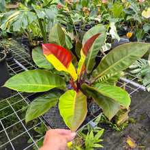 Load image into Gallery viewer, Philodendron Red Moon. not Yellow Flame, Exact Plant Variegated