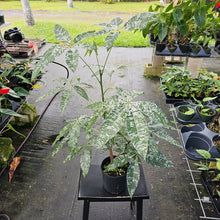 Load image into Gallery viewer, Pachira Aquatica Money Tree, Exact Plant Variegated Ships Nationwide