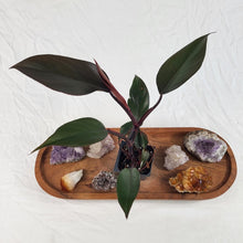 Load image into Gallery viewer, Philodendron Majesty 2.5" pot, Fedex 2day*