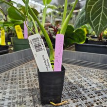 Load image into Gallery viewer, Monstera Burle Marx Flame, Exact Plant Ships Nationwide