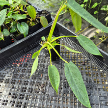 Load image into Gallery viewer, Philodendron Spiritus Sancti, Exact Plant Ships Nationwide
