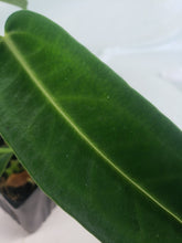 Load image into Gallery viewer, Anthurium Warocqueanum, Queen, Exact Plant