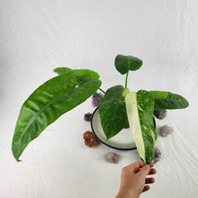 Load image into Gallery viewer, Philodendron Jose Buono, Exact Plant Variegated Ships Nationwide