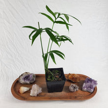 Load image into Gallery viewer, Monstera Subpinnata 4" pot, Fedex 2day*