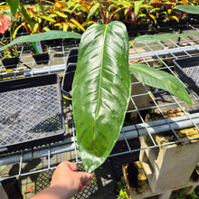 Load image into Gallery viewer, Anthurium Spectabile Wide Form exact plant, Fedex 2day*