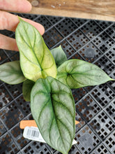 Load image into Gallery viewer, Alocasia silver dragon aurea Exact Plant Variegated Ships Nationwide