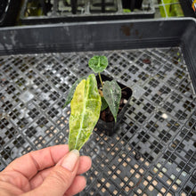 Load image into Gallery viewer, Alocasia polly aurea variegated, Exact Plant Ships Nationwide.