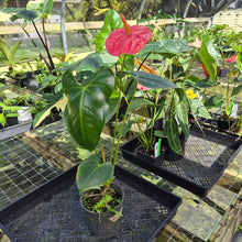 Load image into Gallery viewer, Anthurium Andreaenum Starlight Splash, Exact Plant, speckled