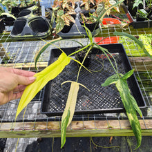 Load image into Gallery viewer, Philodendron Holtonianum Variegated, Exact Plant Ships Nationwide