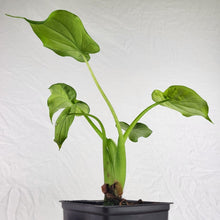 Load image into Gallery viewer, Alocasia Cucullata Variegated 4" pot, Fedex 2 day*