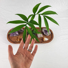 Load image into Gallery viewer, Monstera Subpinnata 2.5" pot, Fedex 2day*