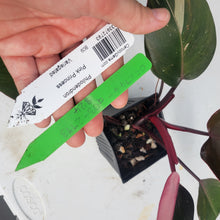 Load image into Gallery viewer, Philodendron Pink Princess, Exact Plant Variegated Ships Nationwide
