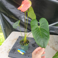 Load image into Gallery viewer, Anthurium Anuenue Obake bicolor, pink/ green, Exact Plant, ship nationalwide