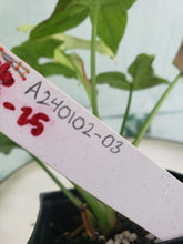 Load image into Gallery viewer, Strawberry Milk Pink Salmon, exact plant, variegated Syngonium, ships nationwide