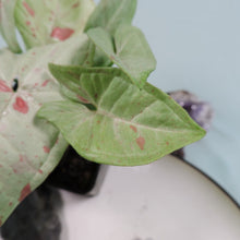 Load image into Gallery viewer, Syngonium Milk Confetti Shipped Nationwide