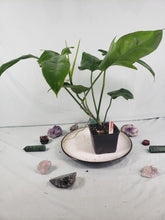 Load image into Gallery viewer, Jerry Horne, exact plant, Philodendron, ships nationwide