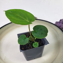 Load image into Gallery viewer, Anthurium Ace Of Spades X Papillilaminum 2.5" pot, Fedex 2day*