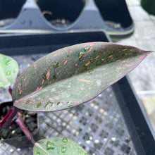 Load image into Gallery viewer, Philodendron Orange Princess Variegated 2.5" pot, Fedex 2day*