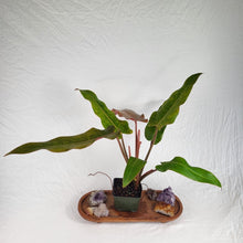 Load image into Gallery viewer, Philodendron Orange Marmalade, Autumn Queen 4" pot, Fedex 2day*