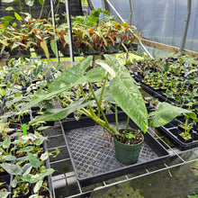 Load image into Gallery viewer, Philodendron Jose Buono Variegated exact plant, Fedex 2day*