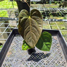 Load image into Gallery viewer, Anthurium Moodeanum x Veitchii, exact plant, Fedex 2day*