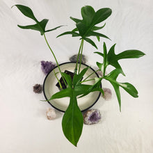 Load image into Gallery viewer, Philodendron Quercifolium x Pedatum 4" pot, Fedex 2day*