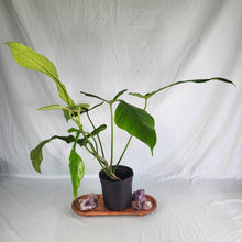 Load image into Gallery viewer, Philodendron Joepii, Exact Plant XL