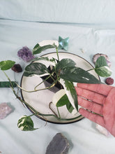 Load image into Gallery viewer, Pinnatum Albo, Exact Plant, Epipremnum