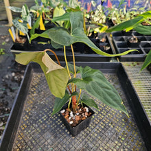 Load image into Gallery viewer, Anthurium Papillilaminum Fort Sherman X ( FS X Ralph Lynam), Ships Nationwide