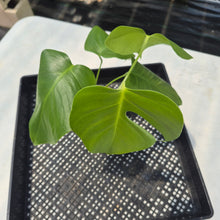 Load image into Gallery viewer, Monstera Sierrana Hawaii Clone, Exact Plant Ships Nationwide