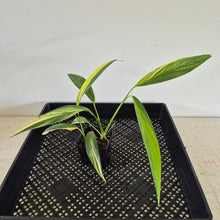Load image into Gallery viewer, Epipremnum Amplissimum Variegated exact plant, Fedex 2day*