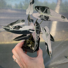 Load image into Gallery viewer, Alocasia Bambino Arrow Pink variegated exact plant, Fedex 2day*