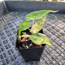 Load image into Gallery viewer, alocasia polly aurea variegated, Exact Plant Ships Nationwide.