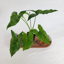 Load image into Gallery viewer, Syngonium Mojito, Exact Plant Variegated Ships Nationwide