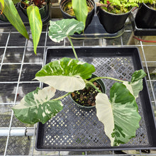 Load image into Gallery viewer, Alocasia Odora, Okinawa Silver, Exact Plant Variegated Ships Nationwide