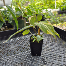 Load image into Gallery viewer, Philodendron Gloriosum Exact Plant Ships nationwide