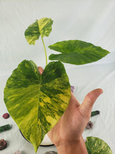 Load image into Gallery viewer, Alocasia Gageana Aurea, Exact Plant Variegated