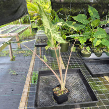 Load image into Gallery viewer, Alocasia Sarian albo variegated exact plant, Fedex 2day*