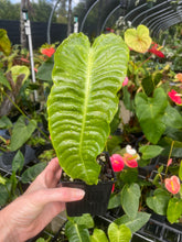 Load image into Gallery viewer, Anthurium Veitchii 4" pot, Fedex 2day*