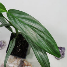 Load image into Gallery viewer, Epipremnum Amplissimum Silver Stripe 4" pot, Fedex 2 day*