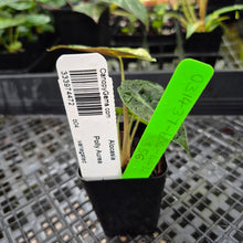 Load image into Gallery viewer, Alocasia polly aurea variegated, Exact Plant Ships Nationwide.